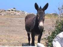 donkey-3