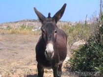 donkey-4