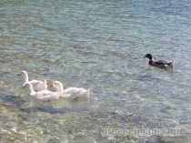 ducks-in-the-sea