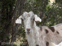 goats-3