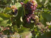 grapes-1