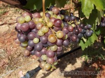 grapes–4